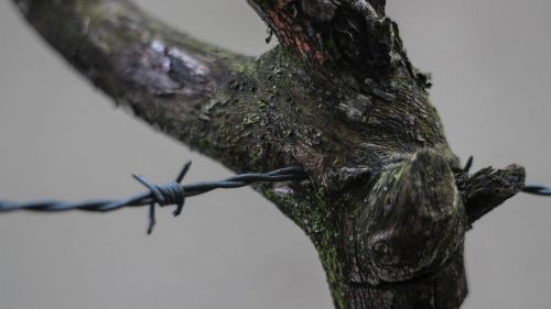 barbed wire branch closeup