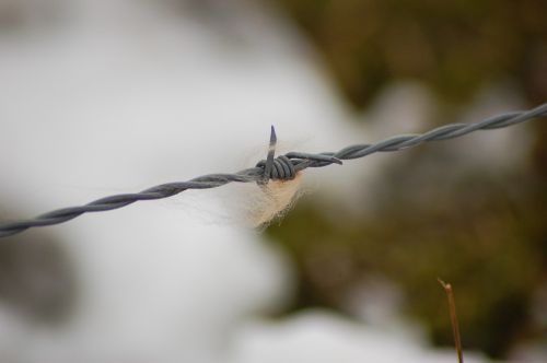 barbed wire fur nature