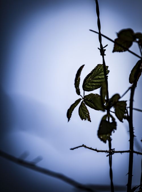 Barbed Wire And Leaves