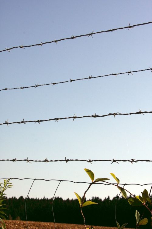 barbed wire fence barbed wire metal