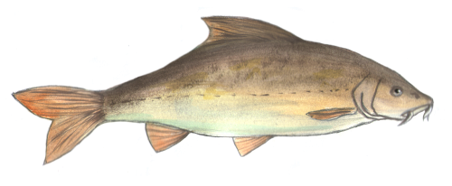 barbel fish painted