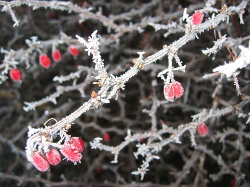 barberry berries hoarfrost