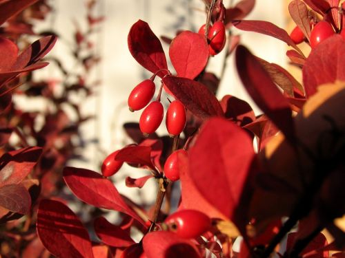 barberry autumn berry