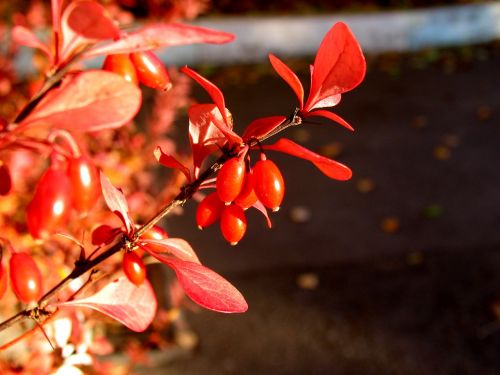 barberry autumn berry