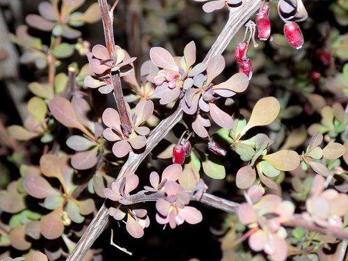 barberry  leaves  berry