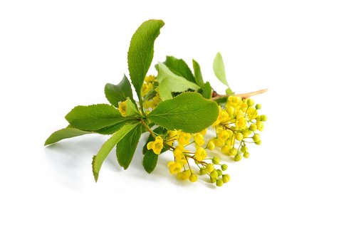 barberry  yellow flowers  branch