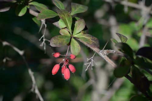 barberry berberis plant