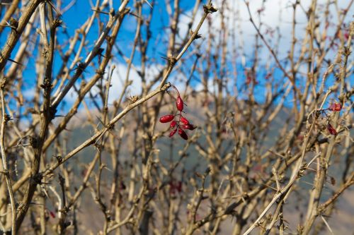 barberry plants nature