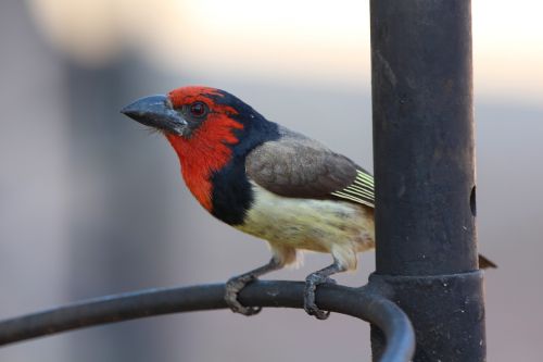 barbet bird africa