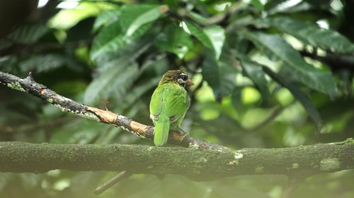 barbet  bird  avian