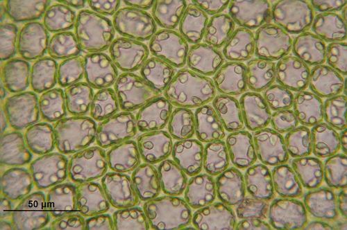 barbilophozia floerkei cells liverwort