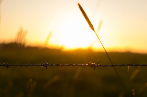 barbwire fence sunset