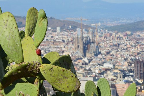 barcelona  landscape  cactus