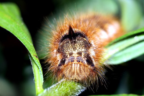 barczatka napójka  caterpillar  hairy
