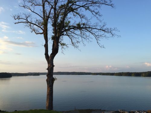 bare tree lake