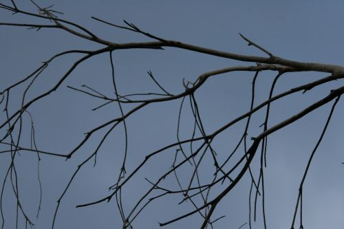 Bare Branch Against Grey Sky