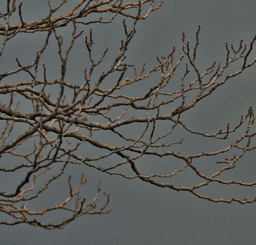 bare branches tree branches