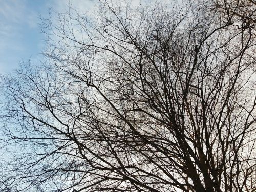 bare branches bare tree sky