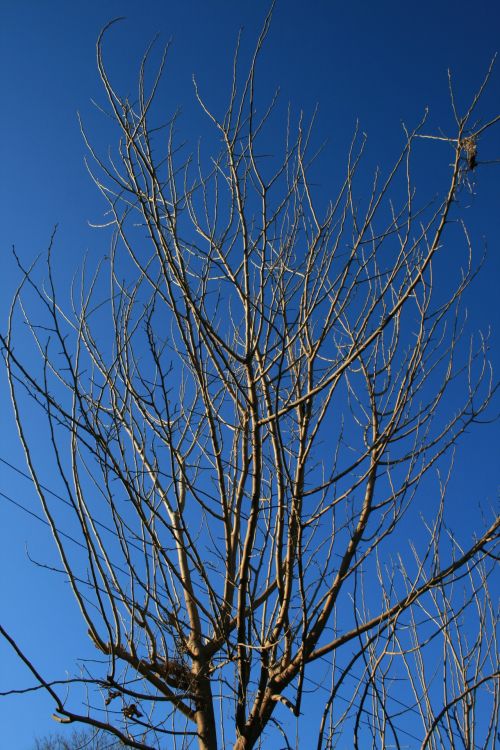 Bare Branches Against Blue Sky