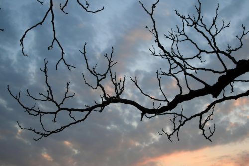 Bare Branches Against Sundown