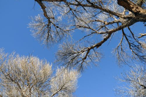Bare Branches And Blue Sky