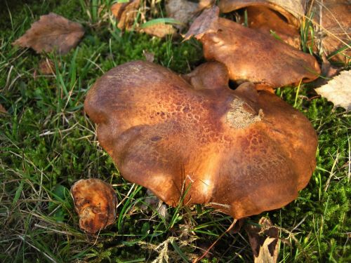 bare kremplinge paxillus involutus mushroom genus