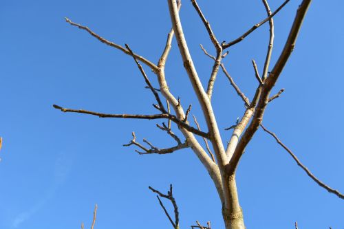 bare tree winter blue sky