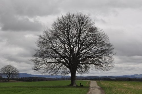 bare tree  lone bank  spring