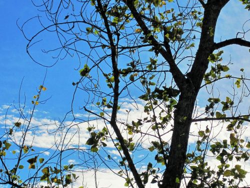 bare tree tree branches