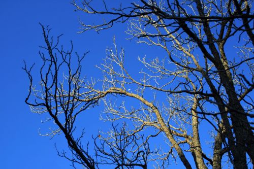 Bare Tree Against Blue Sky