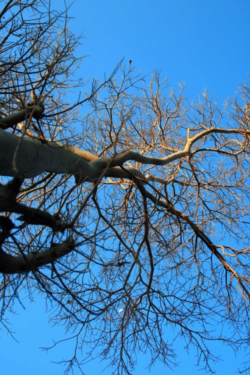 Bare Tree From Below