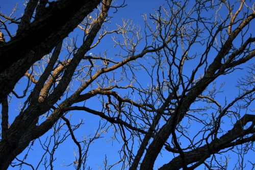 Bare Tree In Winter &amp; Blue Sky