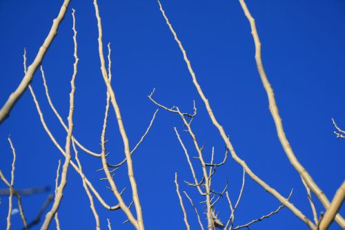 Bare Twigs Against Blue Sky