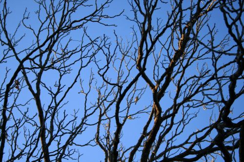 Bare Winter Branches And Blue Sky