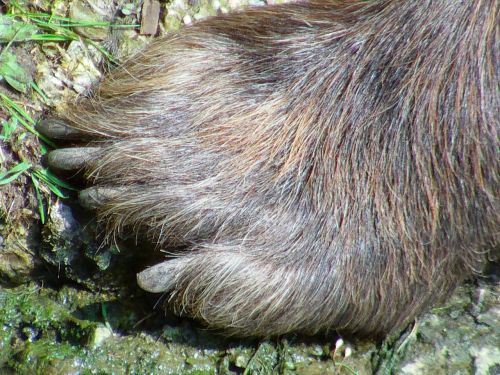 bärentaze brown bear foot