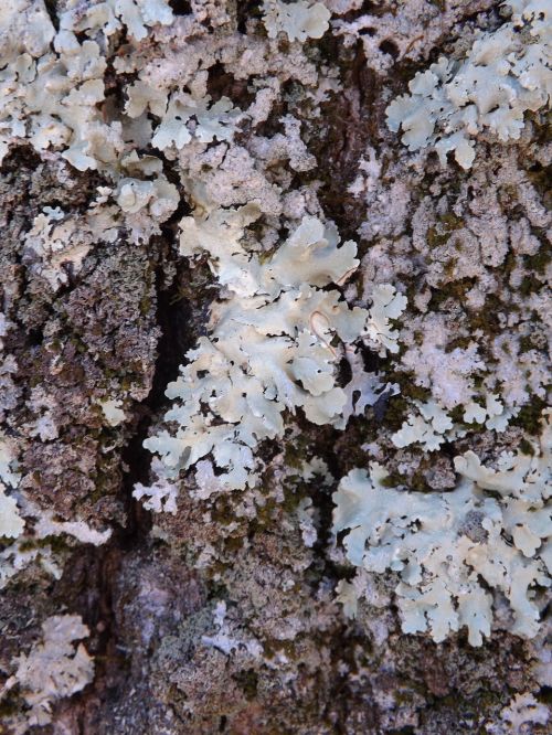bark tree moss