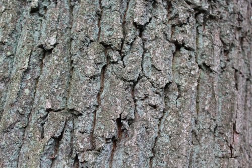 bark nature log