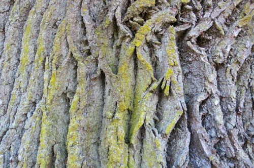 bark tree weave