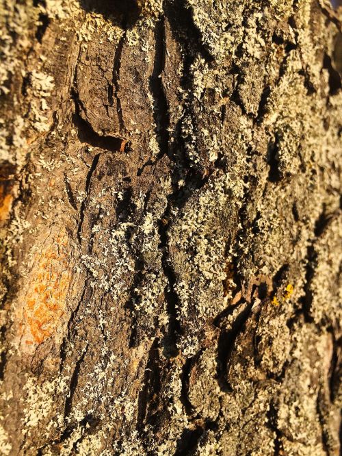 bark log tree