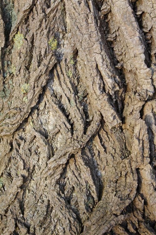 bark tree structure