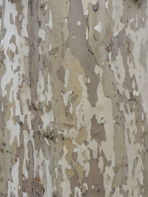 bark camouflage tree