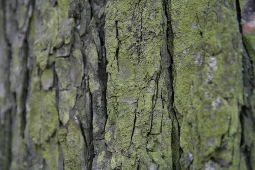 bark tree tribe