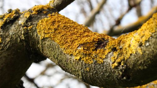 bark lichens tree