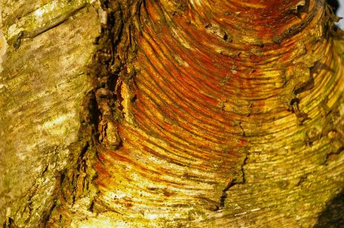 bark tree bark birch