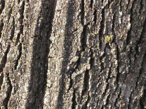 bark tree trunk