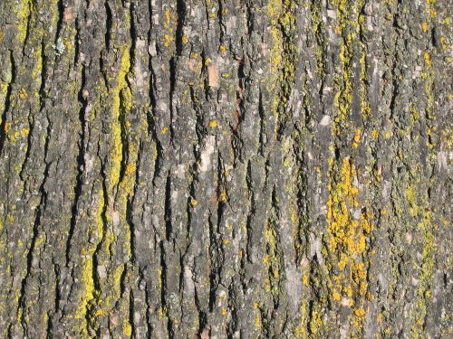 bark tree trunk