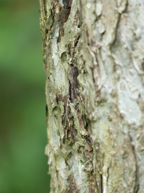 bark tree apple tree