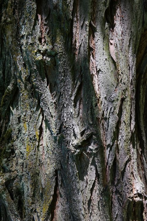bark log robinia