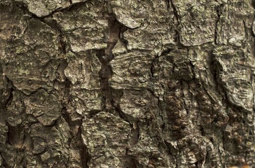 bark tree bark background