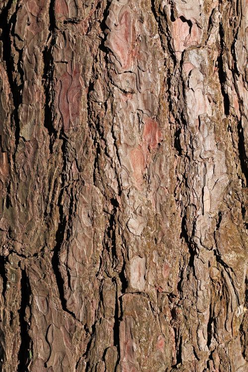 bark pine tree